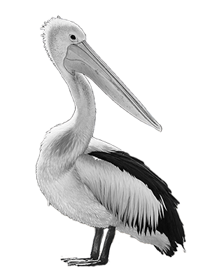 pelican