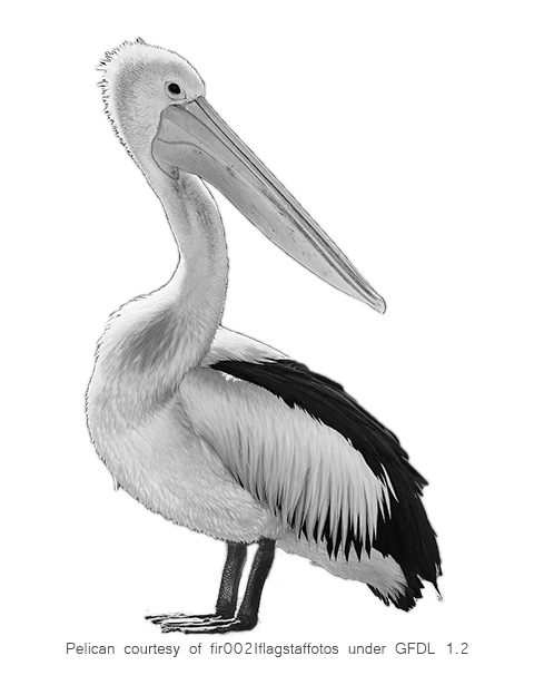pelican